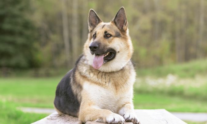 german shepherd dog sitting outdoors