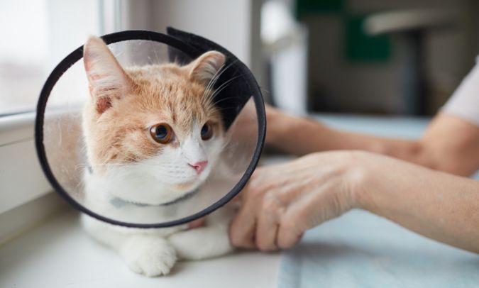 cat wearing surgery cone