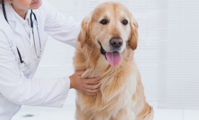 dog at the vet hospital