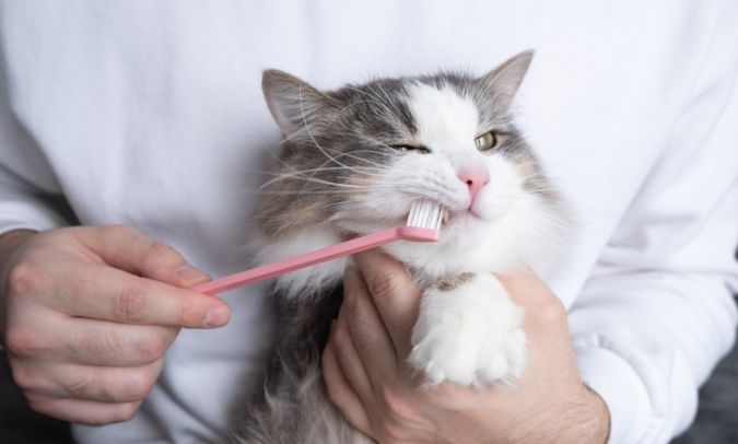  A person brushing a cat's teeth