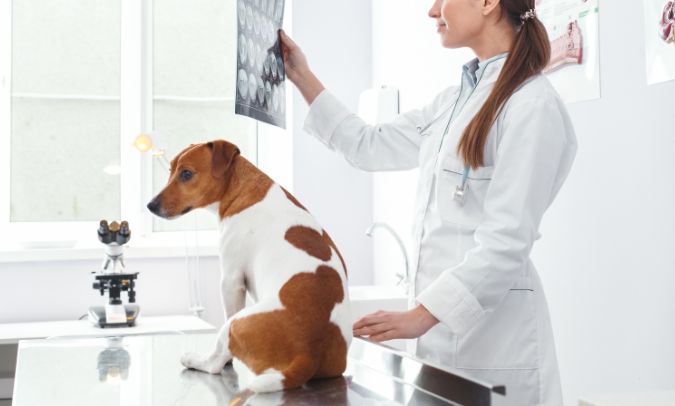 A vet examining a dog's x-ray