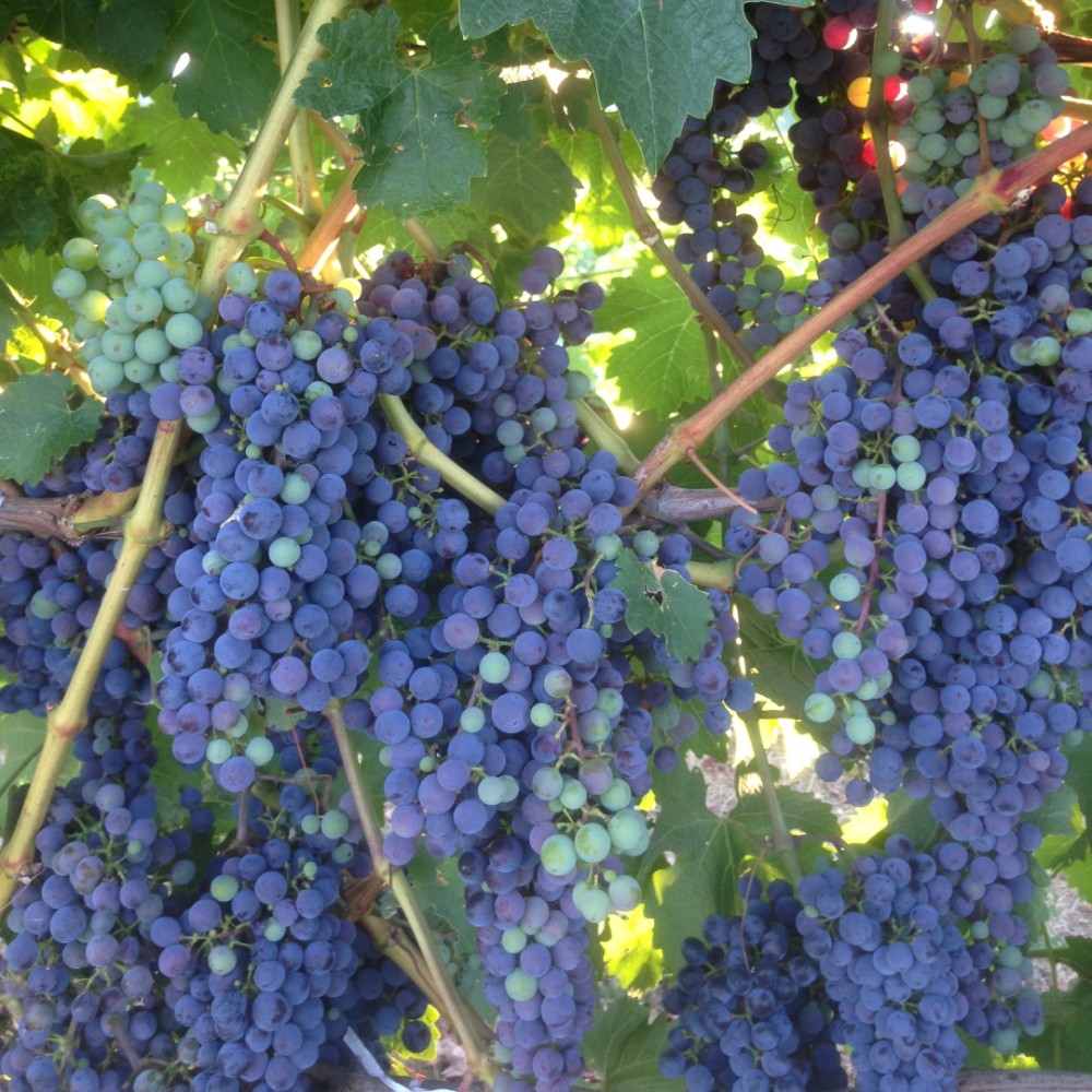 grape cluster