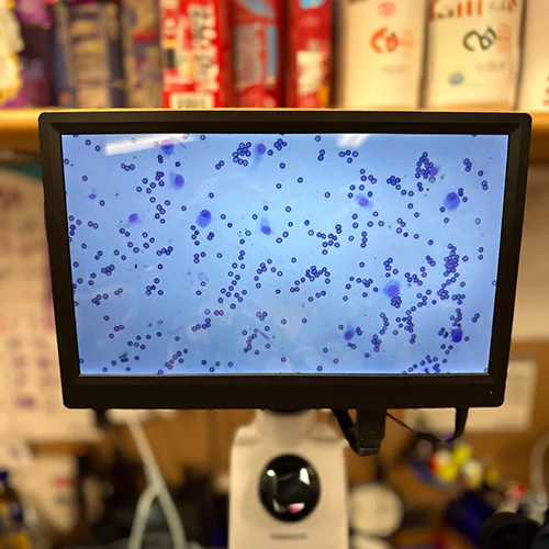 A close-up of a monitor displaying a microscopic view of cells from a veterinary diagnostic test, with laboratory supplies visible in the background.