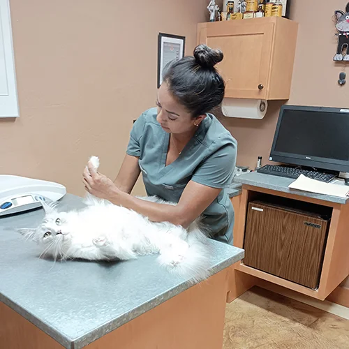 A veterinary staff member gently examines a fluffy white cat lying on its back on the exam table in a well-equipped clinic room.