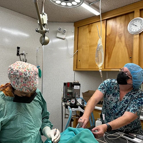 Two veterinary professionals, wearing surgical attire and masks, carefully perform surgery on a pet in a sterile operating room, with medical equipment and an IV drip visible in the background.